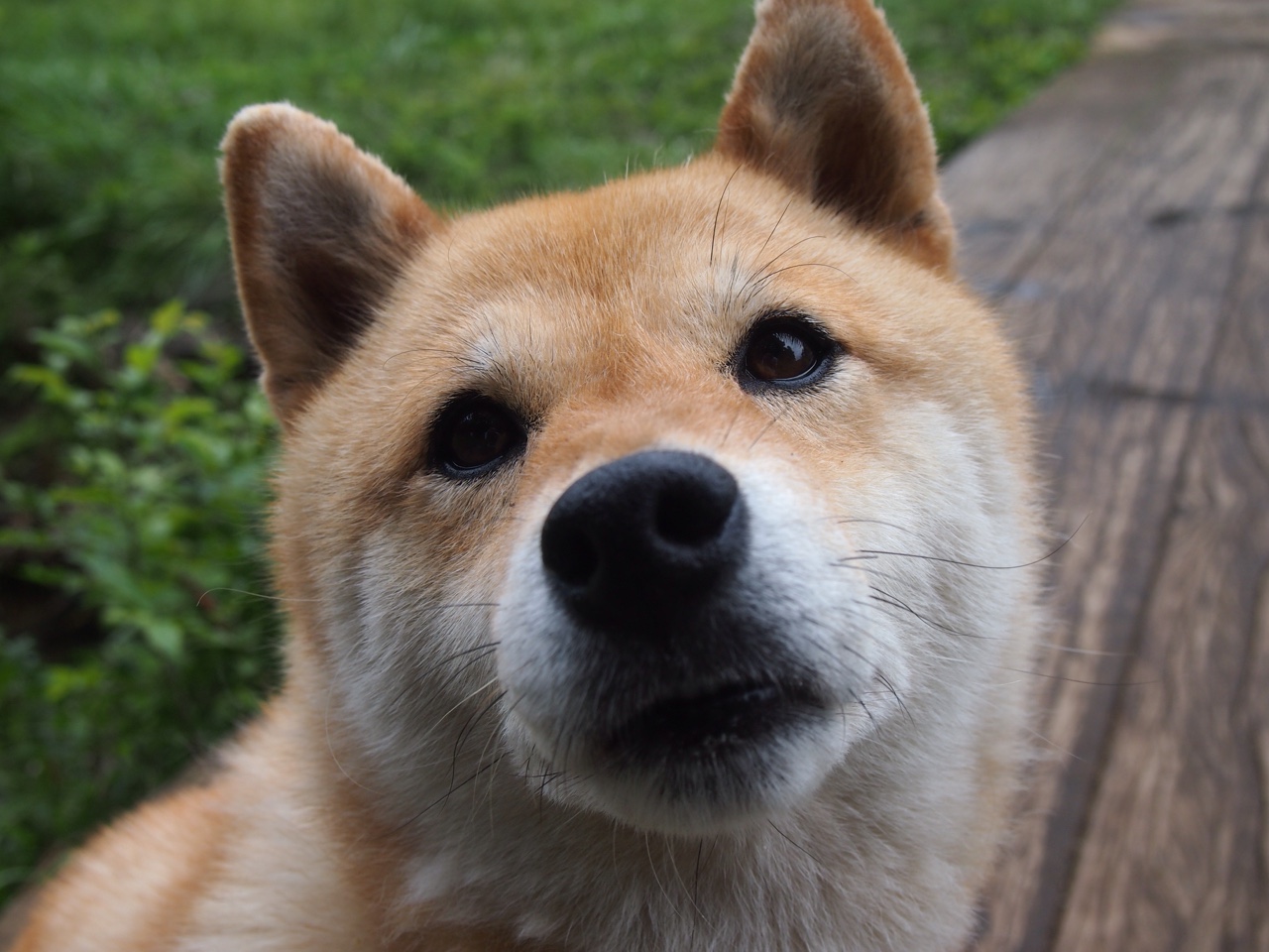 “马科斯·莫奇的速度与力量,成为阿根廷美洲狮队防守的坚实保障”